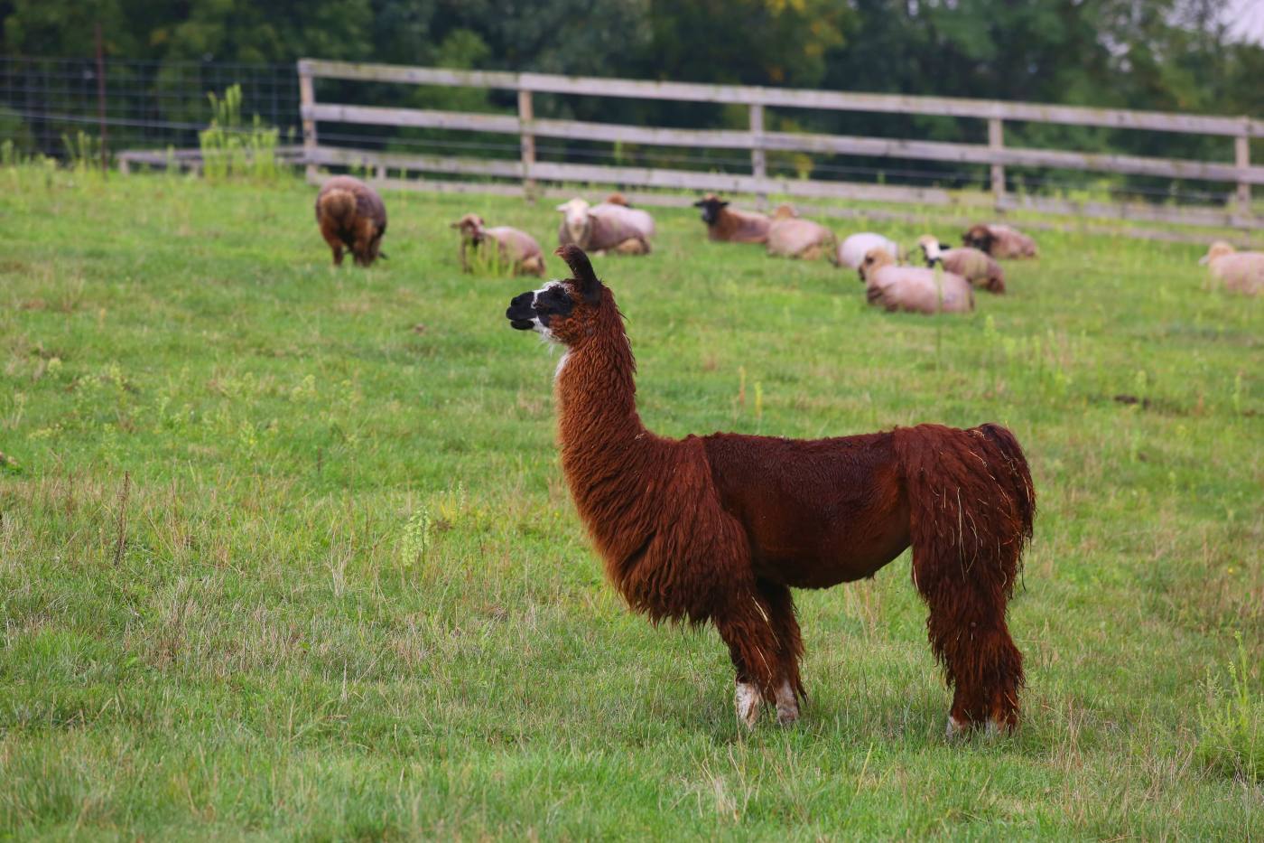 Livestock transport